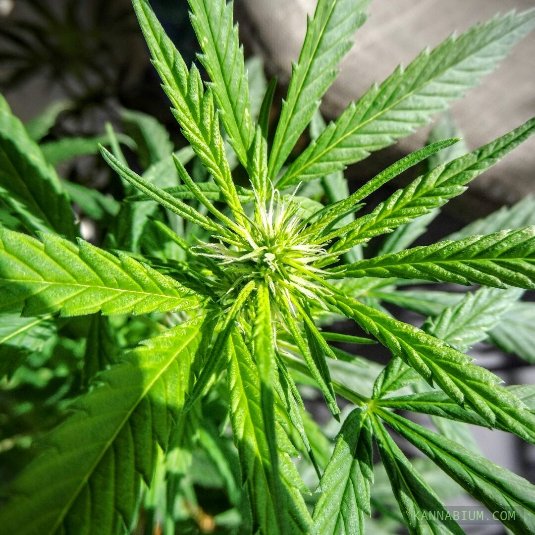 Detalhe de Cannabis sativa em floração