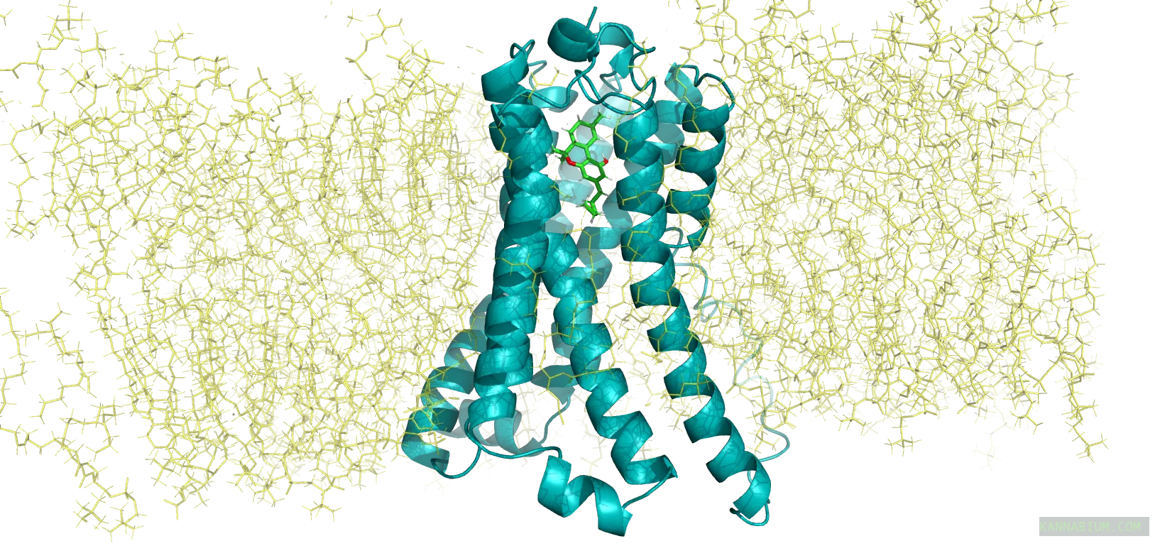CB1R in cyan with green THC positioned in a yellow membrane environment