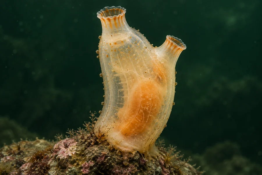 Scientific editorial illustration of the tunicate Ciona intestinalis attached to a rock